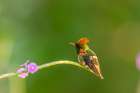 Caribbean-Trinidad-Asa Wright Nature Center Male tufted coquette hummingbird and vervine flower Art Print